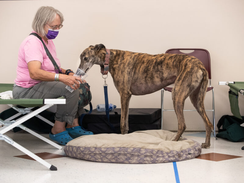Woman with dog in shelter