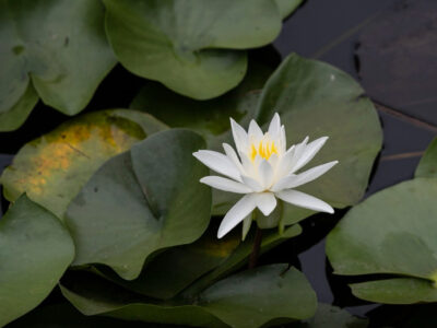 Water lilies floating in water