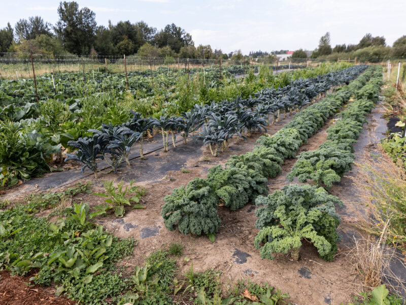 Image of produce in a farm.